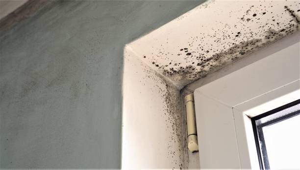 Best Asbestos and Lead Testing During Mold Inspection  in USA